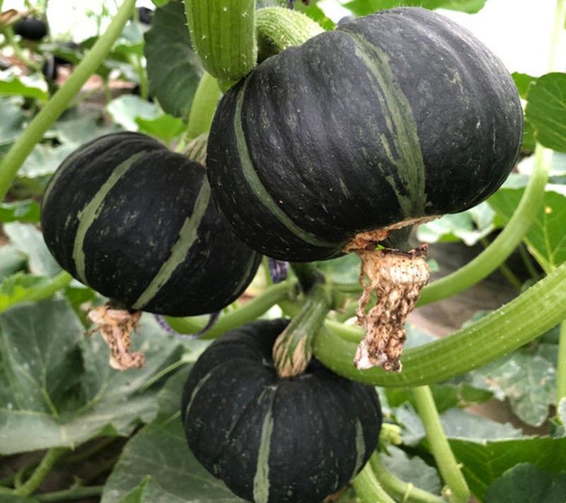 Product Introduction of [Fast Germination] High-yield Sweet Japanese Pumpkin Seed Benih Labu Jepun Little Pumpkin Vegetables Seeds Genuine and Premium Seeds Vegetable Plant Seed Biji Benih Sayur Sayuran Japanese Kabocha Pumpkin Seeds Bonsai Tree Live Plant Real Plant Flowers 49