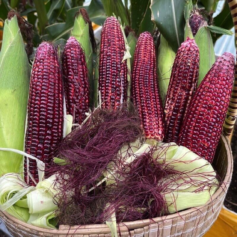 Hạt Giống Bắp Nữ Hoàng Đỏ Nova (Gói 50 hạt) Trái to, ngọt, trồng quanh năm 6