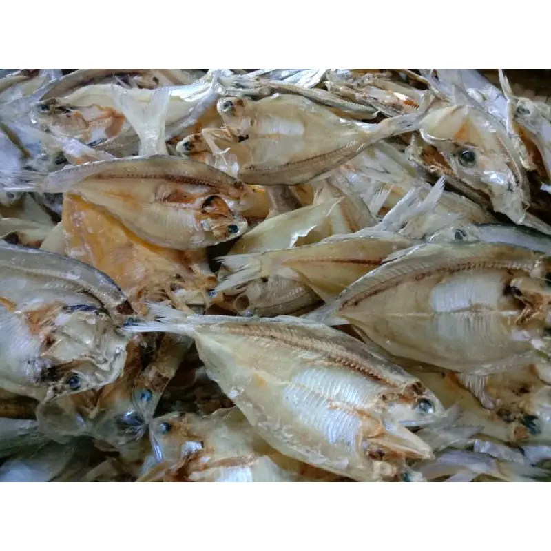 ikan Wilis