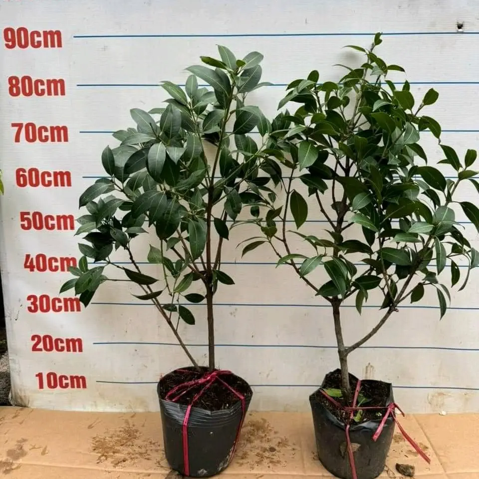 cây giống thanh trà ngọt cam đoan chuẩn giống. cây cao chắc bầu ổn định xanh tốt