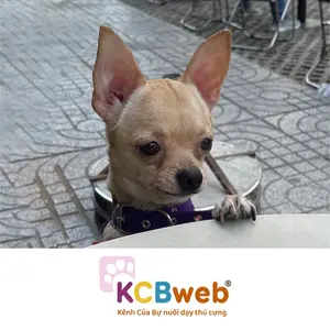 KCBweb - Kênh Của Bự