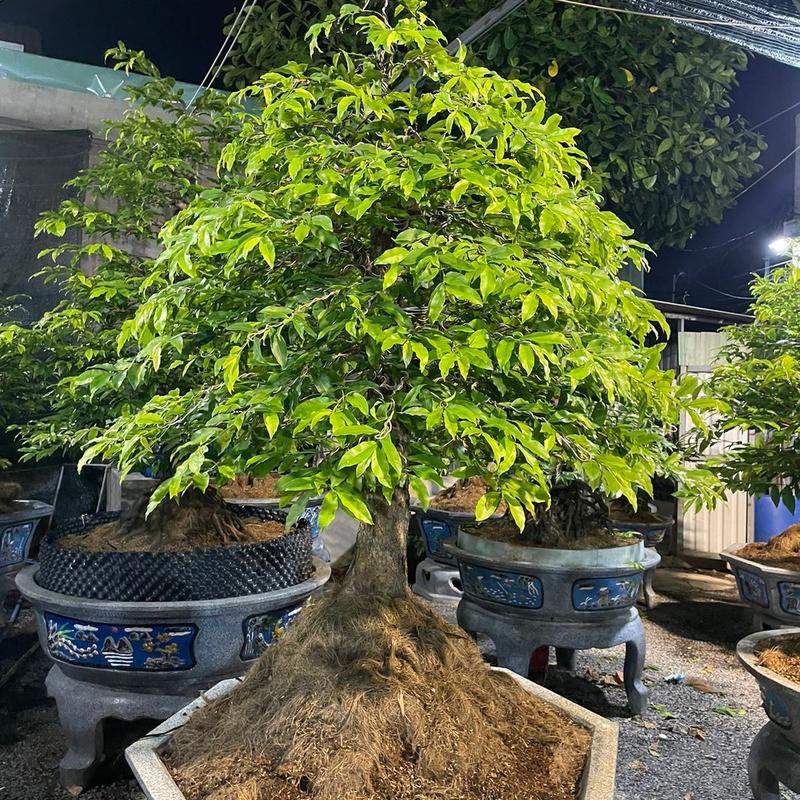 Bo giống mai ghép Siêu Bông Sài Gòn Chuẩn Chú 6 Bình Dương 7
