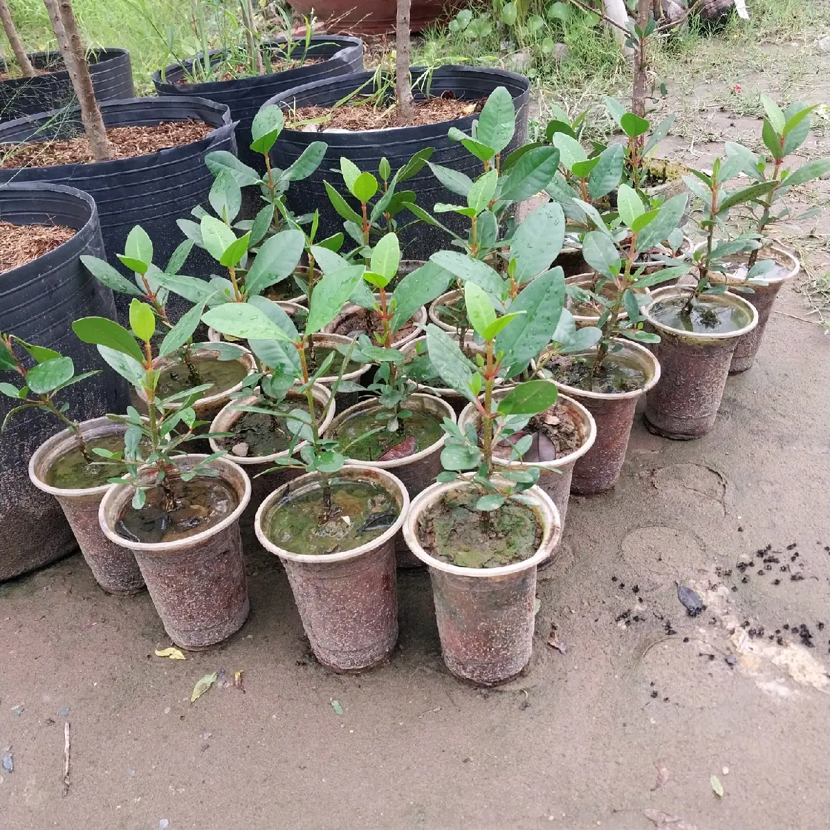cây bần ổi (quả tròn, chua, ít chát)