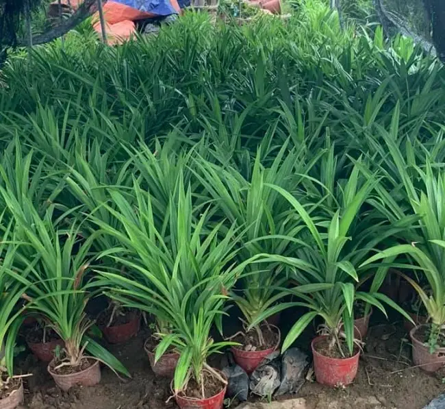 3 Cây Lá Tám (cây lá dứa thơm/ cây lá nếp thơm)
