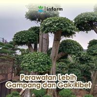 Gambar INFARM - Nutrisi AB Mix Pohon 100 Liter, Pupuk Tumbuhan Vitamin Organik Pupuk Infarm Original ABMB ABMIX Pohon Bonsai Perawatan Kebun Nutrisi Bubuk Mudah Larut - Pohon 220 G dari Infarm Kota Surabaya 4 Tokopedia