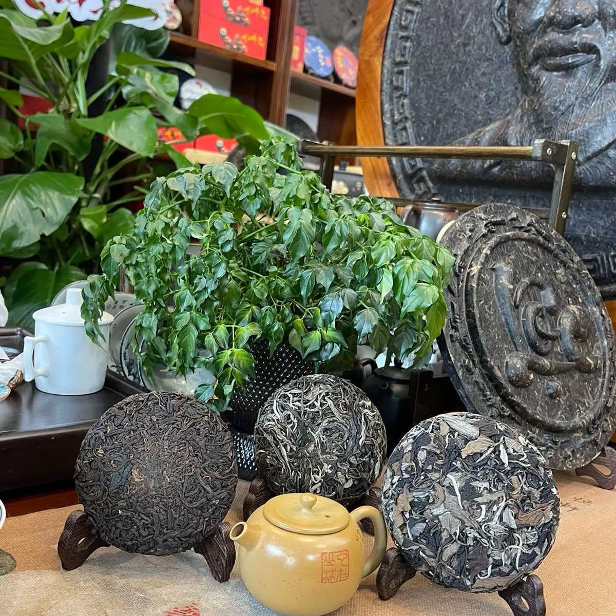 Combo 3 bánh trà phổ nhĩ : Phổ nhĩ sống, phổ nhĩ chín, bánh lão bạch trà