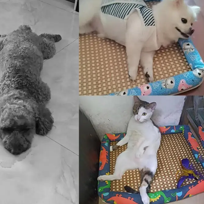 Nệm Chiếu Luna Pet NN05 Thoáng Mát Mùa Hè Cho Thú Cưng Nhiều Kích Thước - Thảm Cho Chó Mèo 5