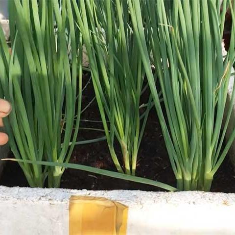  Hạt giống hành lá - siêu năng suất 