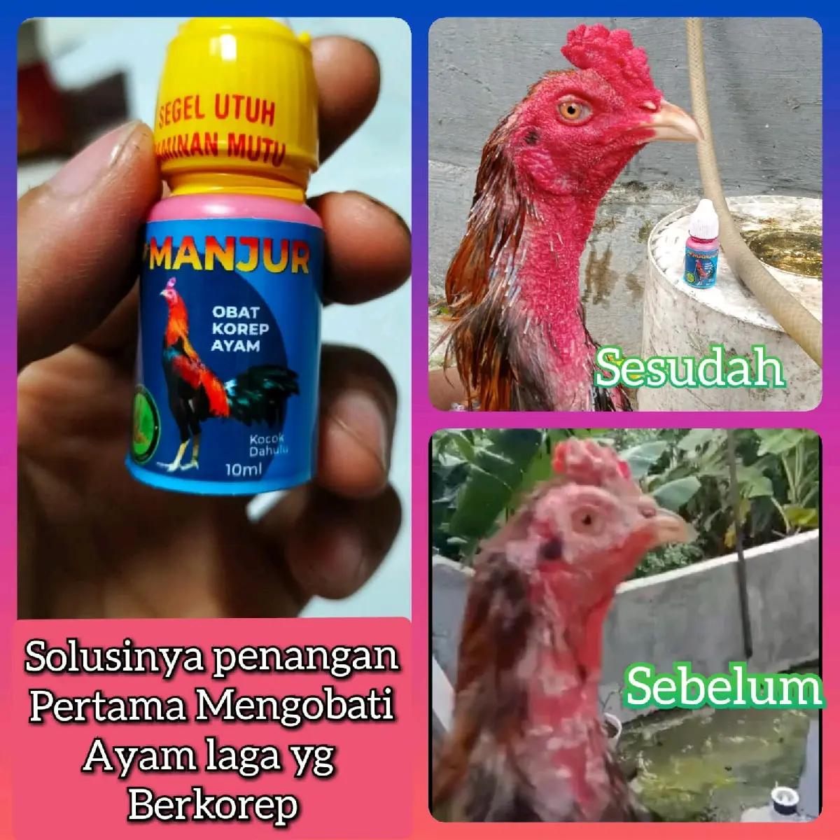 Obat Korep Ayam Manjur Ampuh