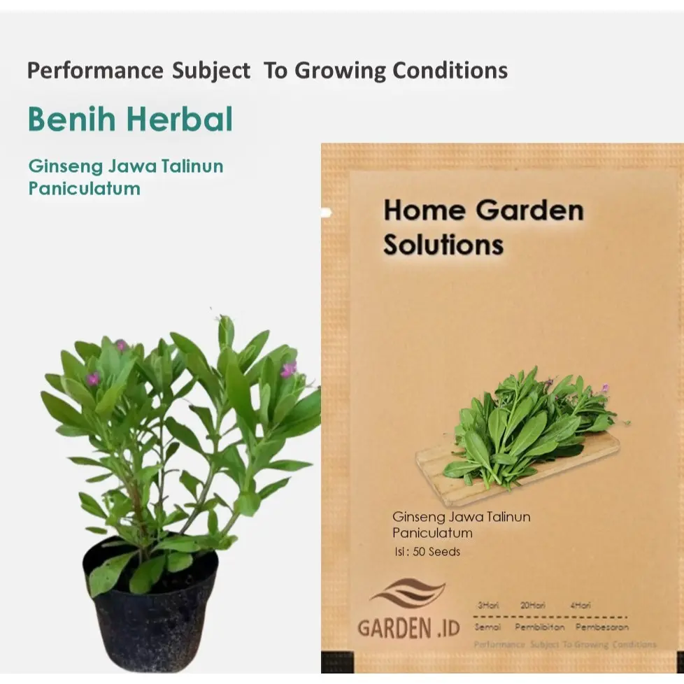 Bibit Benih Ginseng Jawa Talinum Paniculatum Som Jawa Varigata Tanaman Herbal  ( Isi 50 Biji )