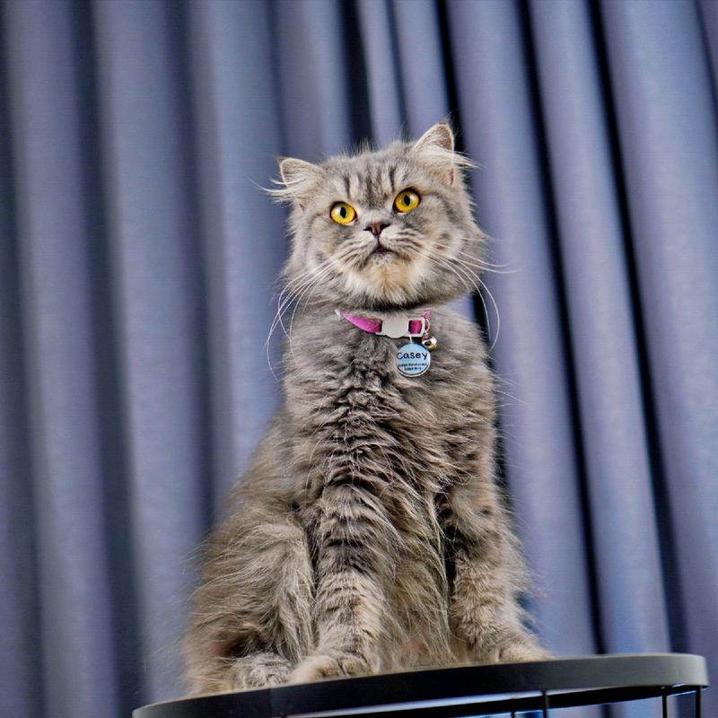 Kalung Kucing Bahan Kulit Bisa Costum Nama 3