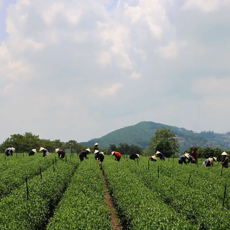 Trà Lài Cầu Đất Dalat Farm (Trà Hoa Nhài) Loại Đặc Biệt - Túi 110 g 4