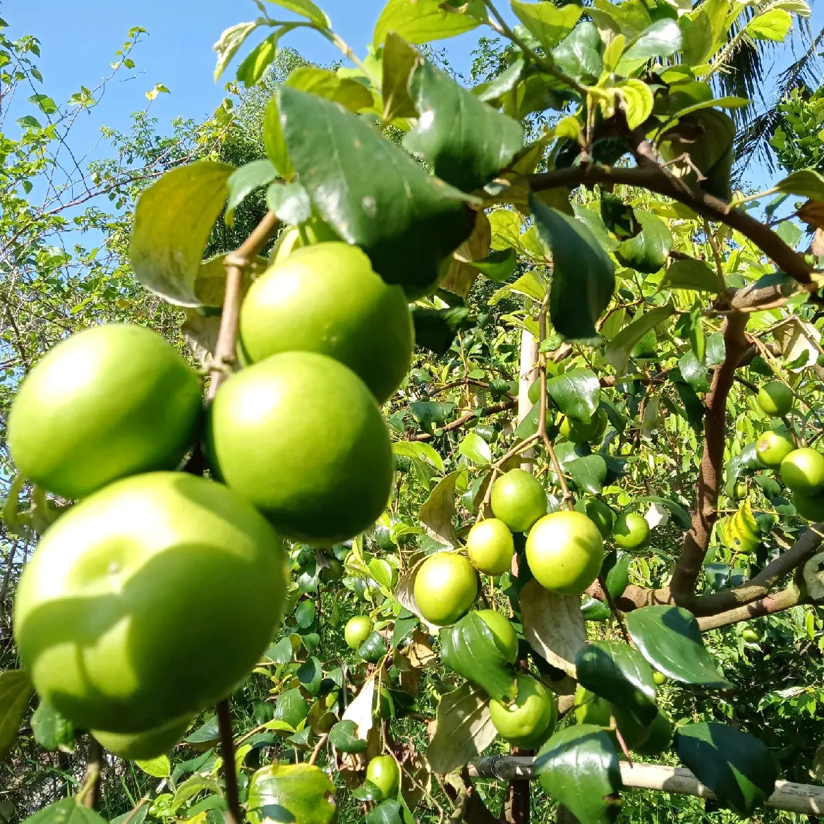 cây táo giống ( táo thái)