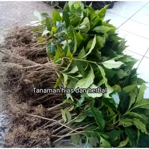 50 Bibit Kopi Arabika Ateng Super Unggul Siap Tanam