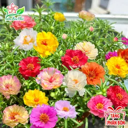Hạt giống hoa 10h cánh kép nhiều màu + tặng phân bón
