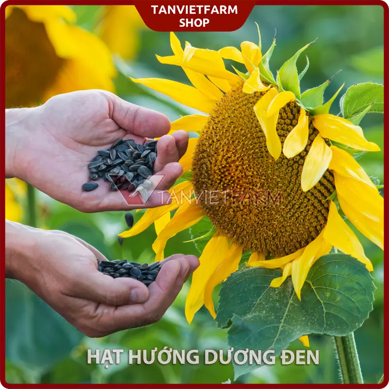 1 kg Hạt hướng dương đen NHỎ , hạt SỐNG cho thú cưng (vẹt, sóc, hamster..) Snack Ăn Vặt 5