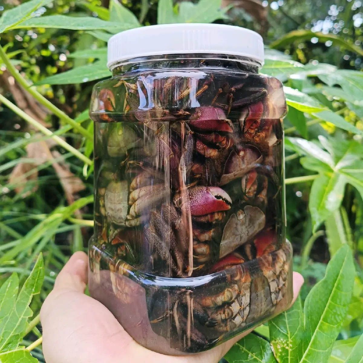 Ba khía muối truyền thống