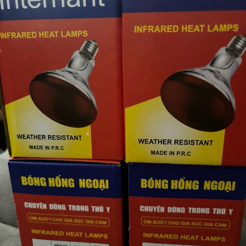 Combo 4 bóng đèn  Hồng ngoại Sưởi Gà Gia cầm,trâu bò lợn 45w 75w