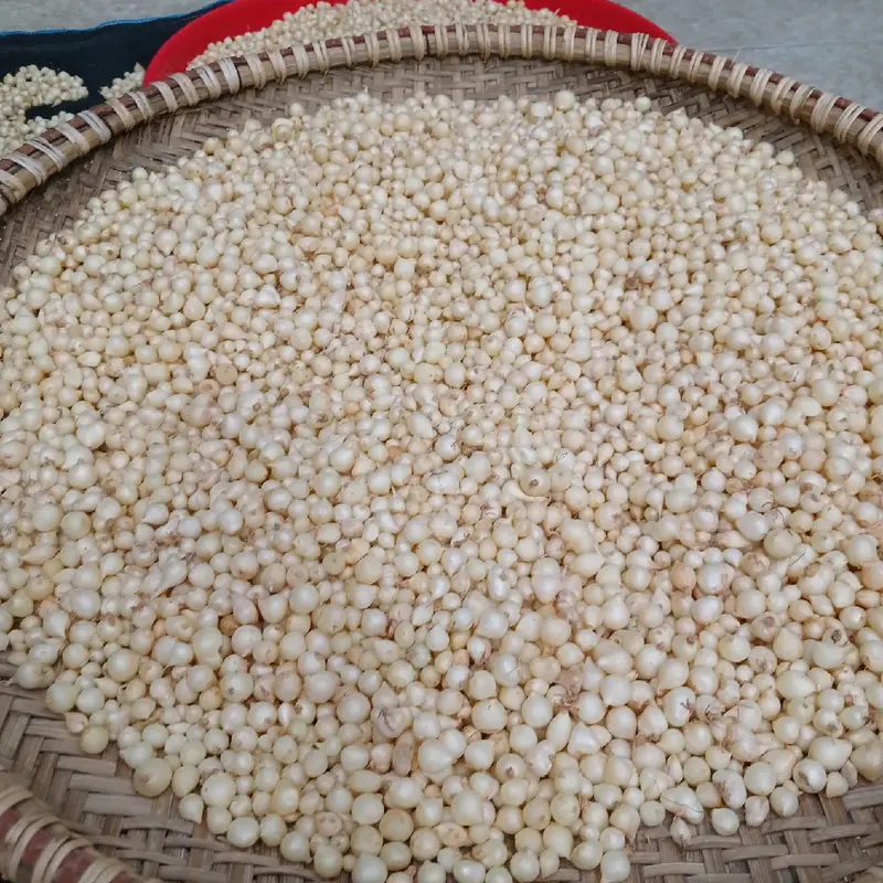 củ nén. củ hành tăm.  hành củ . loại trung (củ vừa +củ nhỏ).gia vị .thảo mộc .food 5