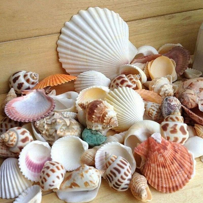 Shell Collolr Mixed Sea Beach Shells Seashells Fish Tank Aquarium Landscap - TikTok ...