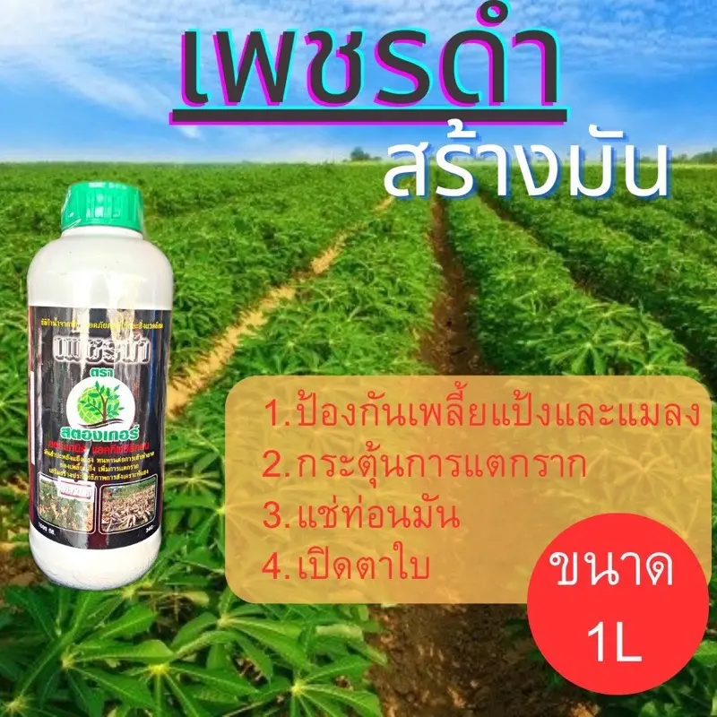 เพชรดำ1ลิตรแช่ท่อนพันธุ์มันสำปะหลังกันเพลี้ยแมลงเพิ่มการแตกรากแตกตา 1ลิตร