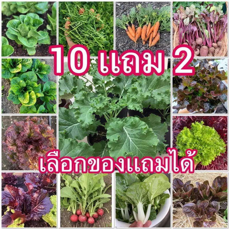 เมล็ดพันธุ์สลัดหลากชนิด [ 10 เเถม 2 ชิ้น ] แจ้งสินค้าเเถมในช่องข้อความ