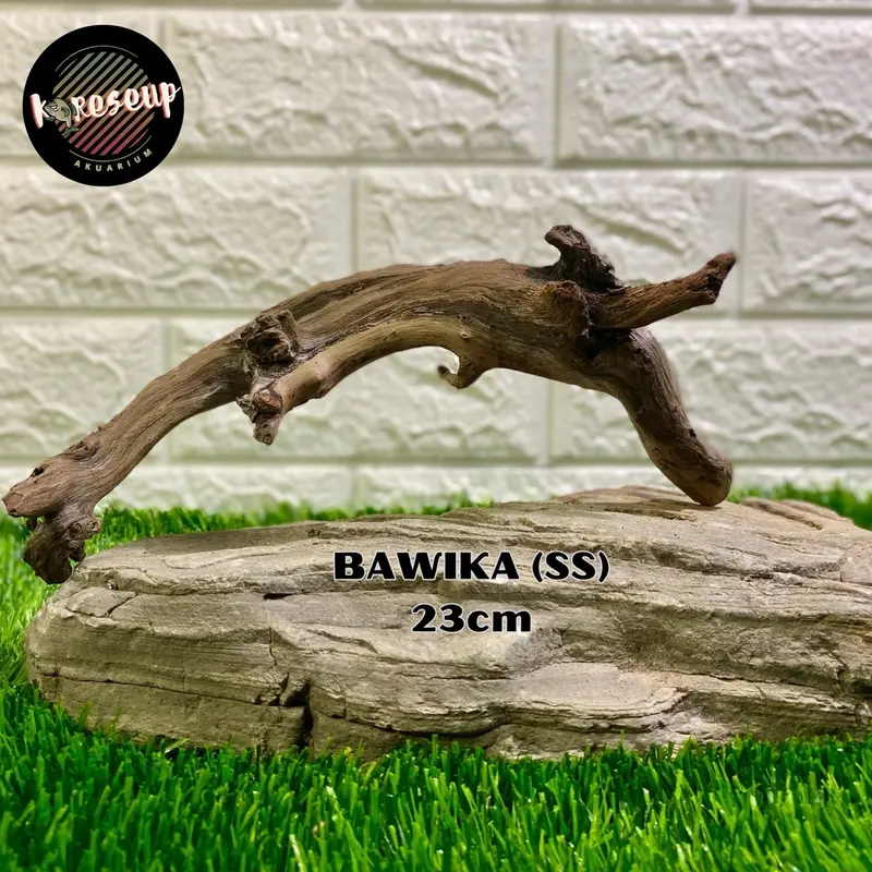 AKAR AQUASCAPE SANTIGI LAUT TENGGELAM RANDOM (size SS) untuk hiasan Aquarium 30cm 3
