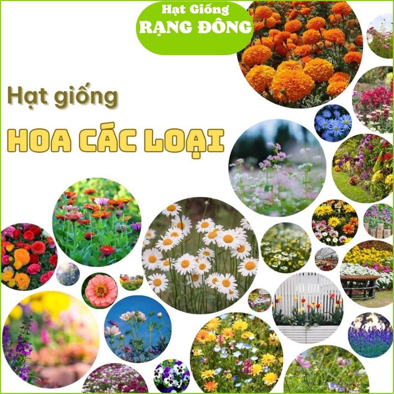 [Lựa Chọn Nhanh] Hạt giống hoa đủ loại - Hạt Giống Rạng Đông, giống tốt mùa màng bội thu