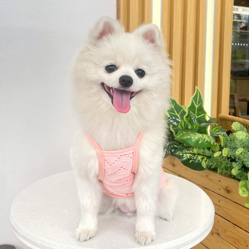 Product Introduction of Quần áo cho chó, Bảy Pet, cho Shih Tzu, lưới thoáng khí, áo vest cho thú cưng, áo phông cho mèo mùa hè, quần áo cho chó Con đơn giản 17