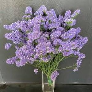 100granos Semillas Limonium AzulClaro AromaSuave ResistenteaSequía FácildeCultivar IdealparaJardínyArreglosFlorales