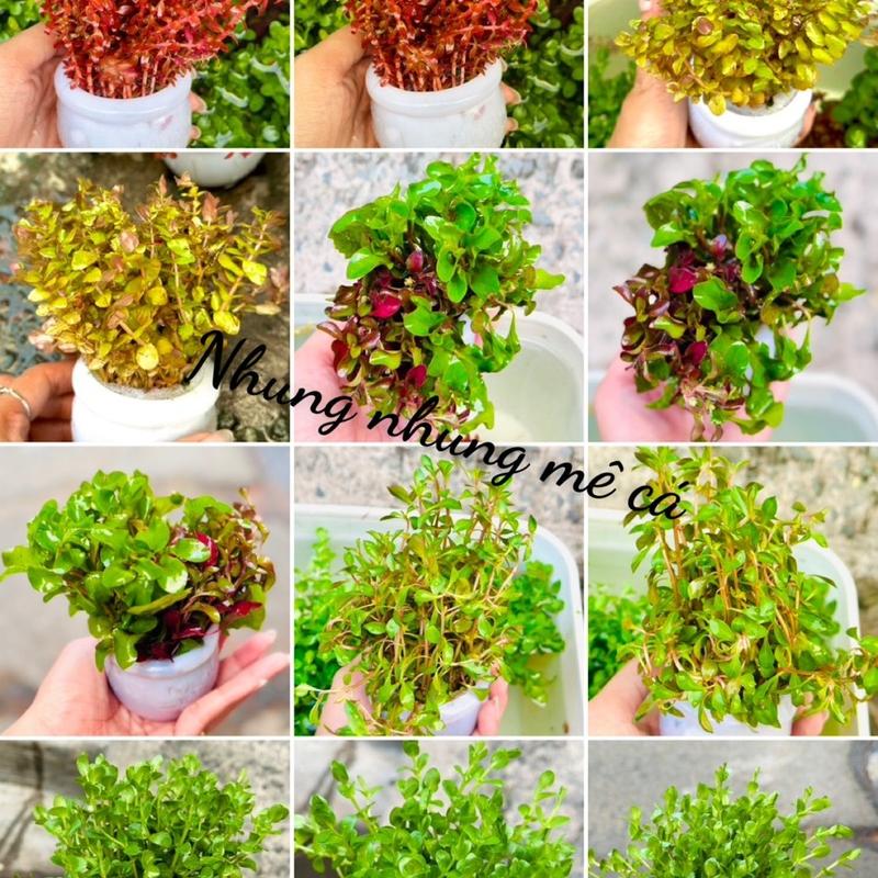 chậu 15-20 nhánh Cây thủy sinh cắt cắm dễ chăm sóc không cần CO2