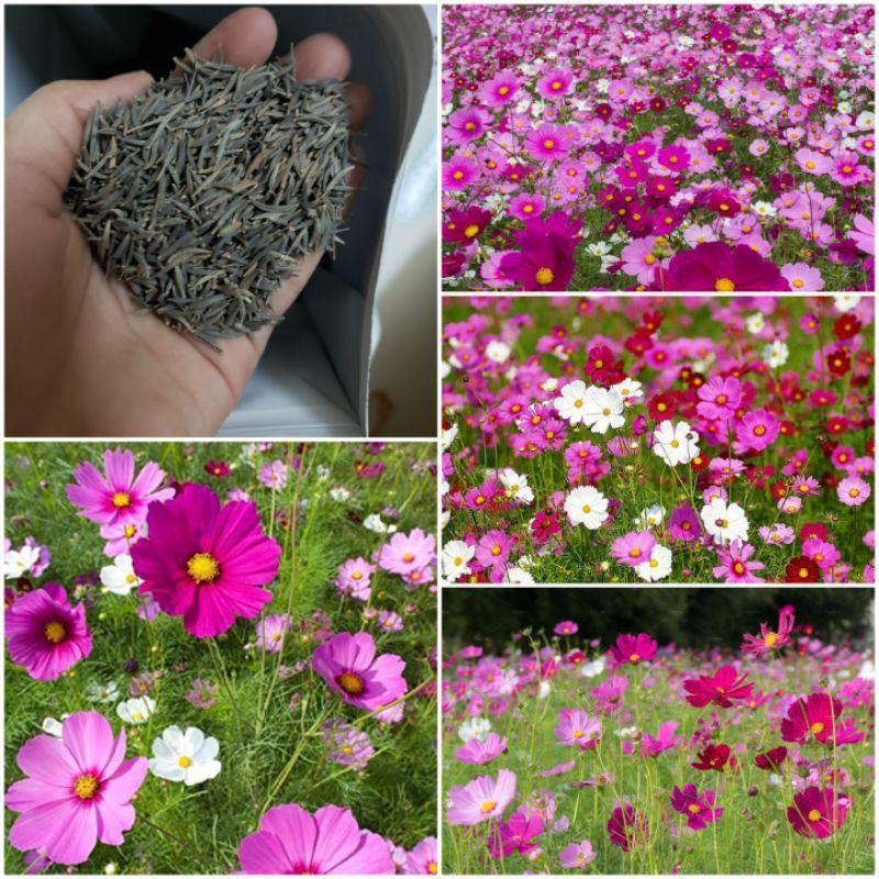  Hạt giống hoa sao nhái Mix đủ màu 