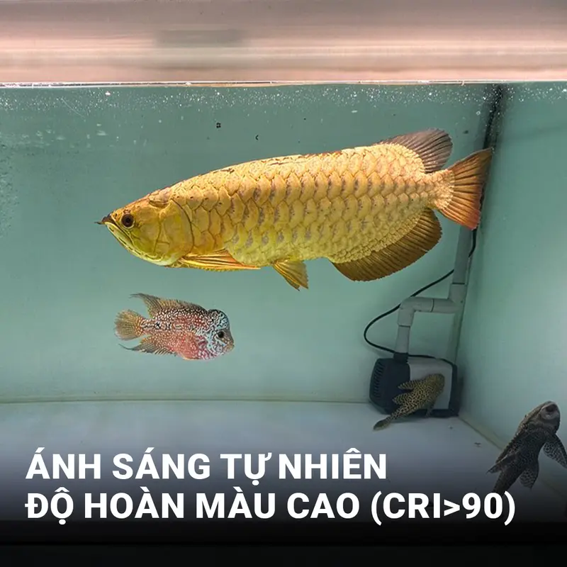 Đèn Thanh Cá Bối Zako Siêu Sáng-1.5M 5