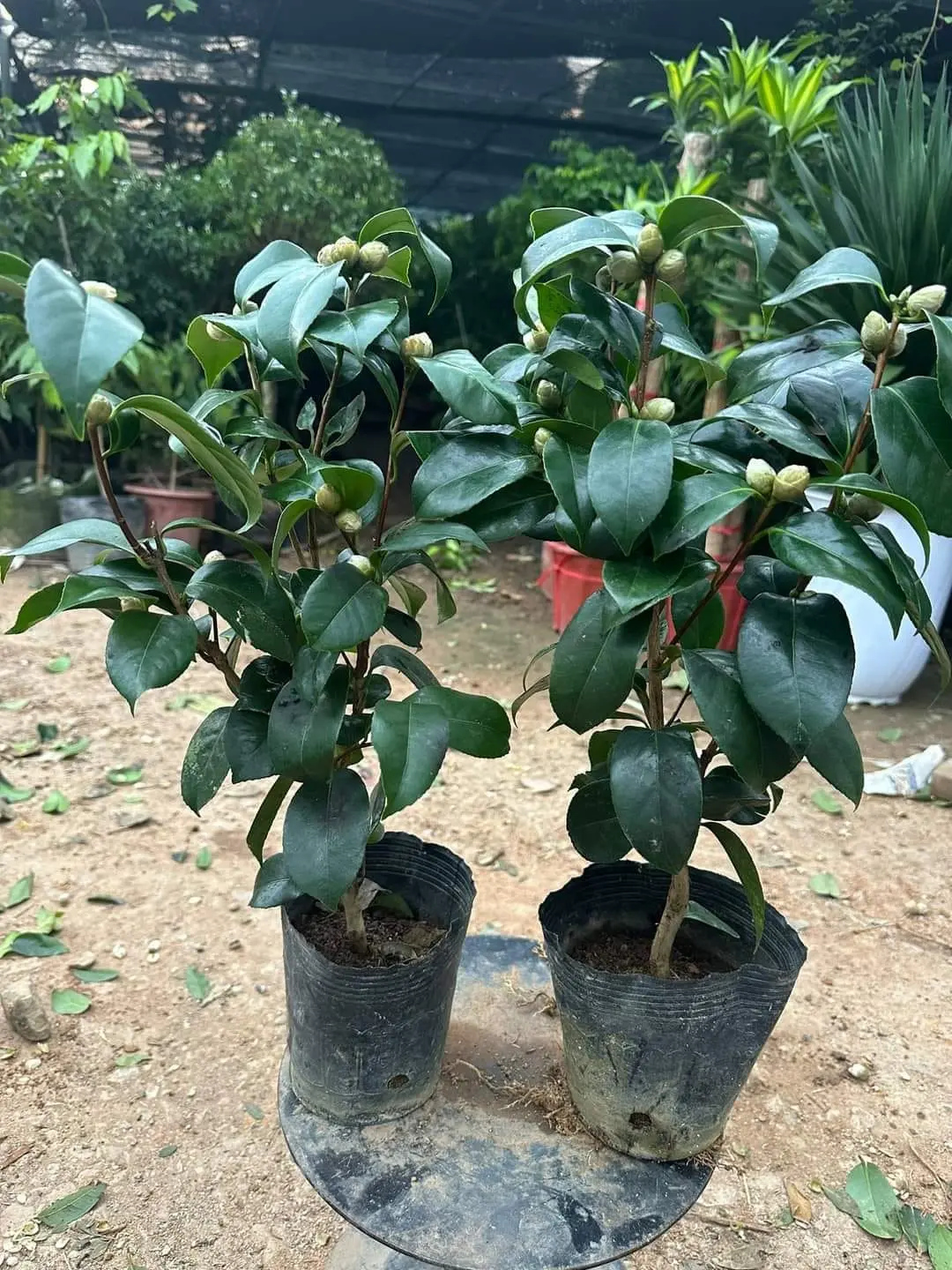 ( Nông Nghiệp Xanh ) Cây Trà My Sẵn Nụ