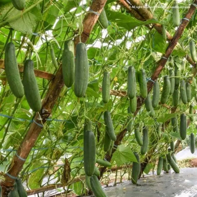 Benih Bibit Tanaman Timun BATARA F1 800 butir dan 150 butir dari Cap Panah Merah 1