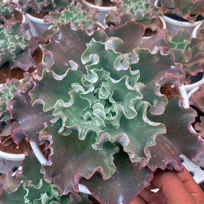 Sen Đá Bắp Cải - Chậu Đại (Có Kèm Chậu)