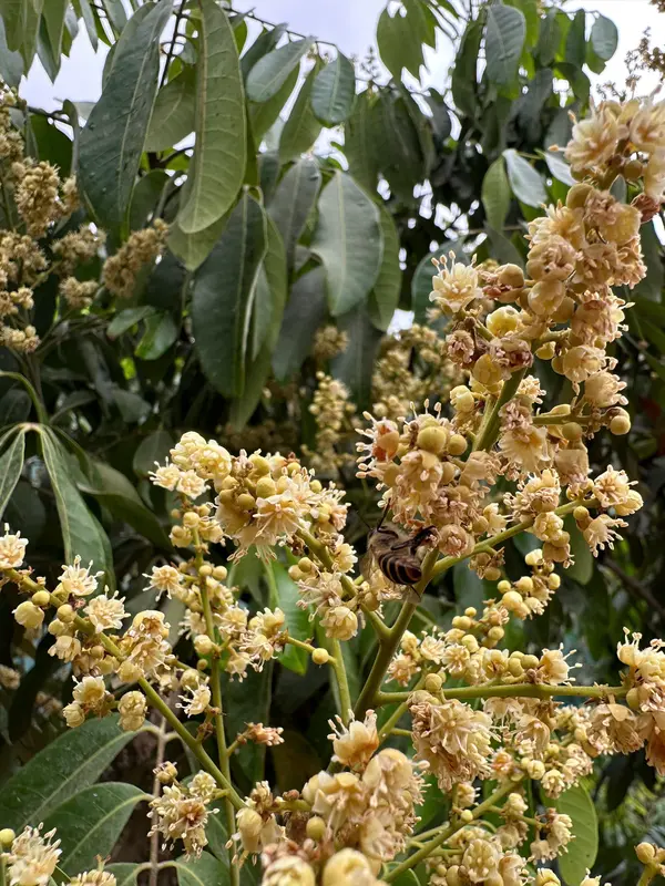 Mật ong hoa nhãn Sông Mã Sơn La (chai 1 lít) 4