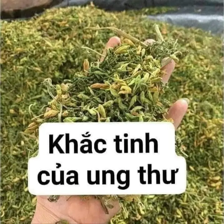 hoa đu đủ khô nguyên chất gói 500g