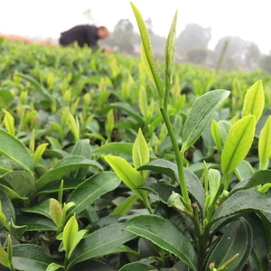 Hà Huệ Trà