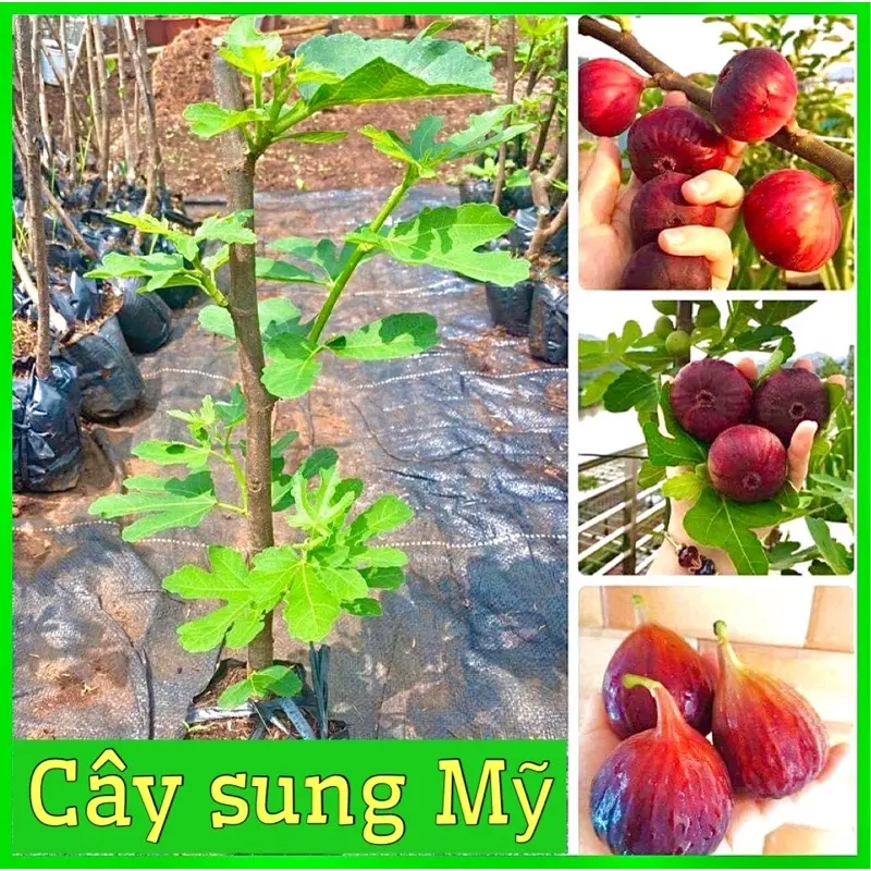 Cây giống Sung Mỹ quả to hàng chiết cành dễ trồng ( ảnh cây số 2-3 )