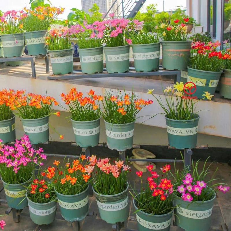 [ Tặng 10 củ ] Combo 100 Củ Giống Hoa Huệ Mưa ( tóc tiên ) Đủ Màu. Rất Dễ Sống