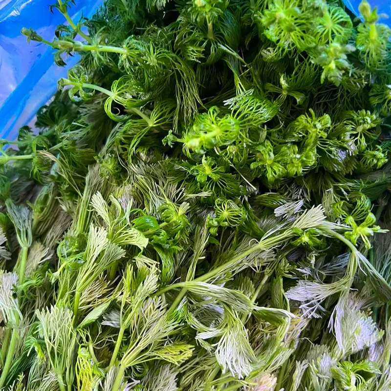 (5 nhánh KHÔNG ĐẾ) Nhánh cây thuỷ sinh Tiểu Bảo Tháp phù hợp cắt cắm xuống nền, không cần CO2, chơi hồ trong nhà và ngoài trời đều được 5