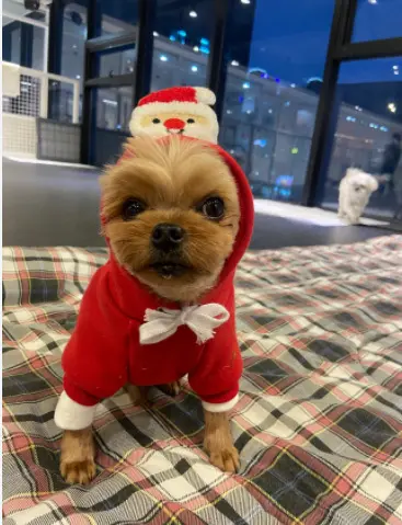Áo nỉ hoodie giáng sinh dành cho chó mèo hình cây thông và ông già noel 1