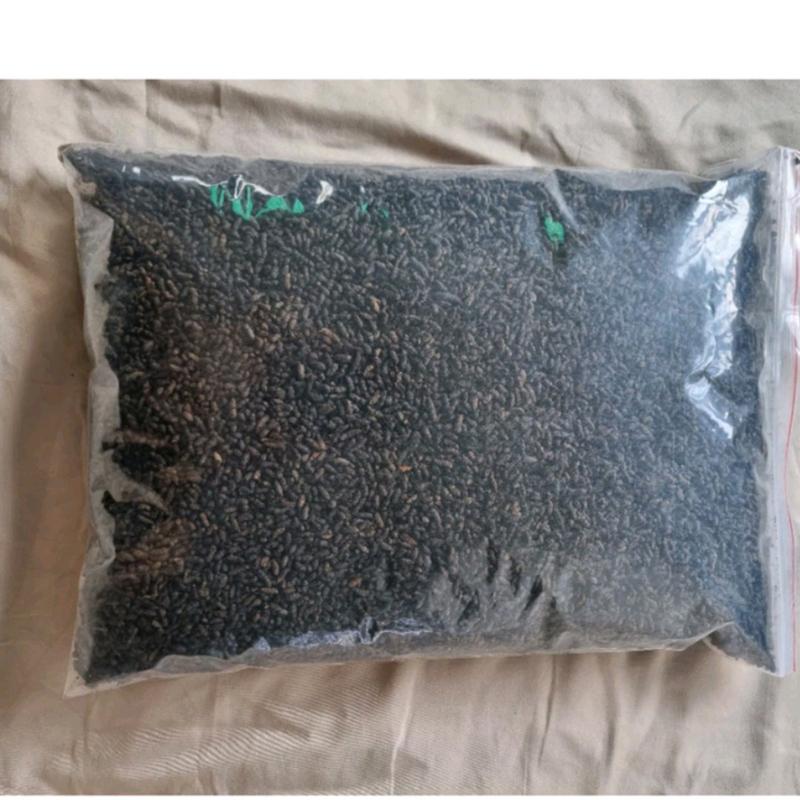 1kg phân dơi khô nguyên chất không nhãn.