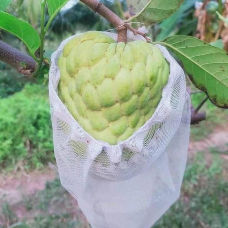 [ 18*20cm ] 100 Túi Lưới Tốt Bao Ổi, Táo, Sung, Cam, Na,.. Túi Bao Bọc Trái Cây tui boc trai cay