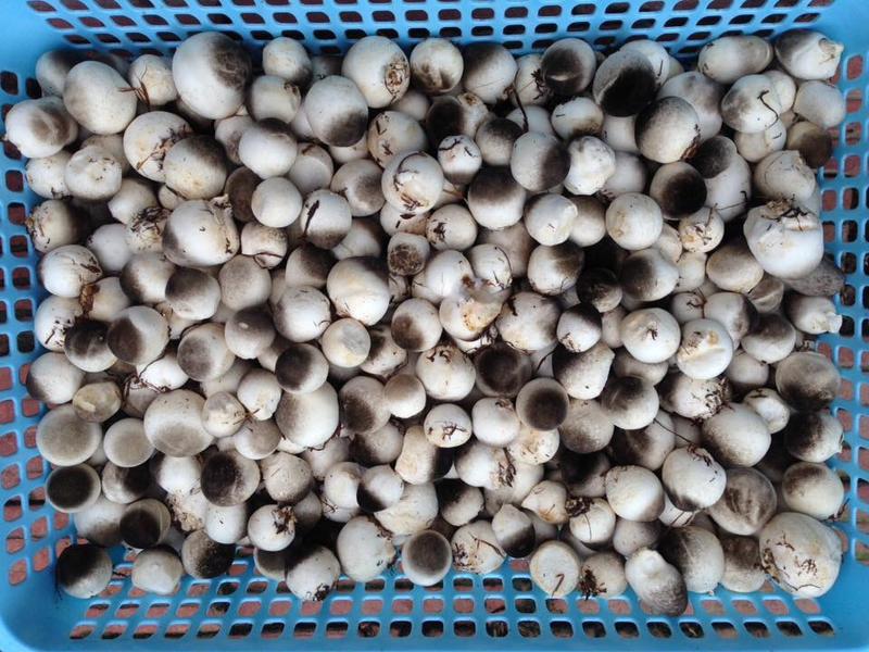 Combo 8 Meo Nấm Rơm Thần Nông (550g) - Tặng Tài Liệu Trồng Nấm Rơm Trong Nhà 6