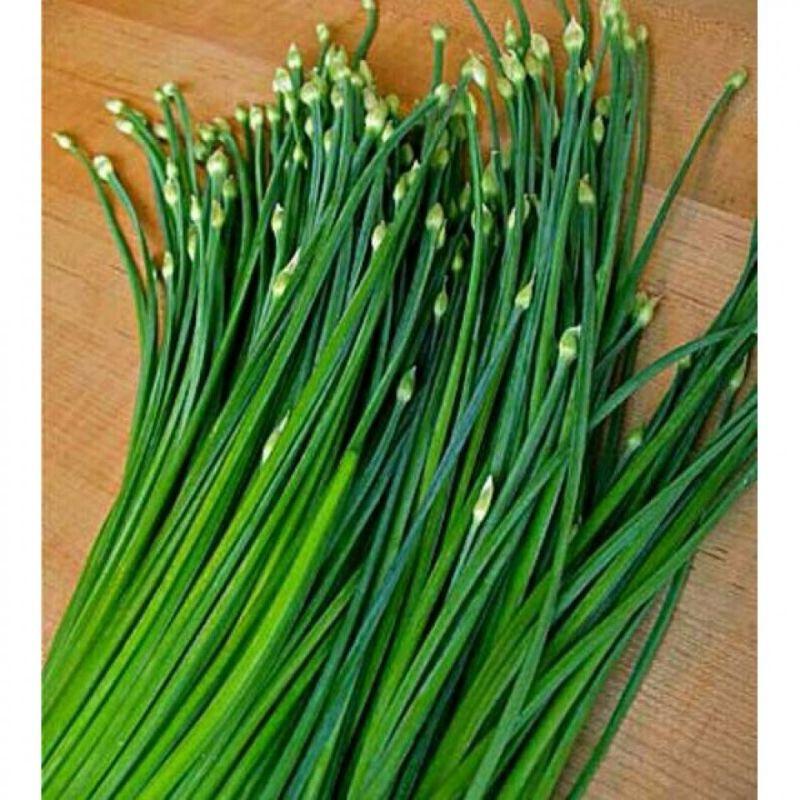 Benih Daun Kucai Hibrida Known You Seed - Benih Sayuran Gloyong Farm 3