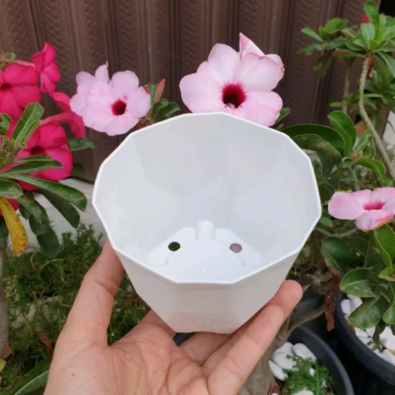(1pcs) Pot Permata Putih 8 cm Pot Bunga Kaktus Sukulen Pot Mini 8 cm 3