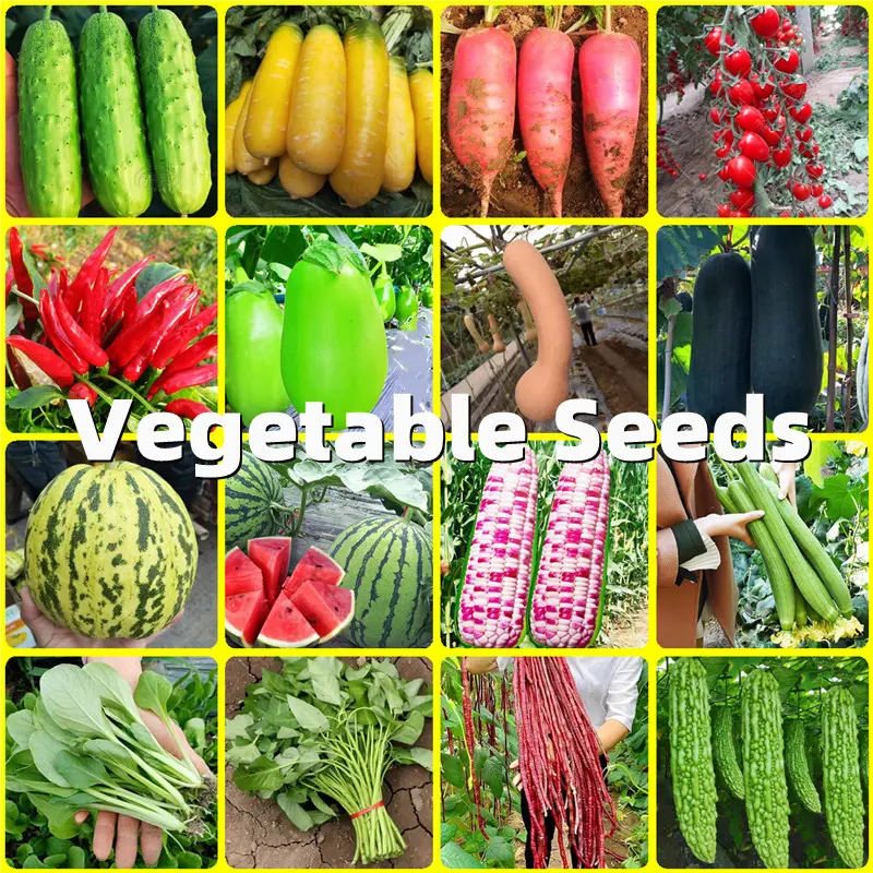 Vegetable Seeds - High Quality Vegetable Seeds for Planting Vegetables Garden Veggies Vegetable Seeds for Gardening Seeds Are Easy To Grow In The Philippines Plants Seeds Plants for Sale Seedlings Vegetable Bonsai Seeds Plant Pots Seed Live Plant