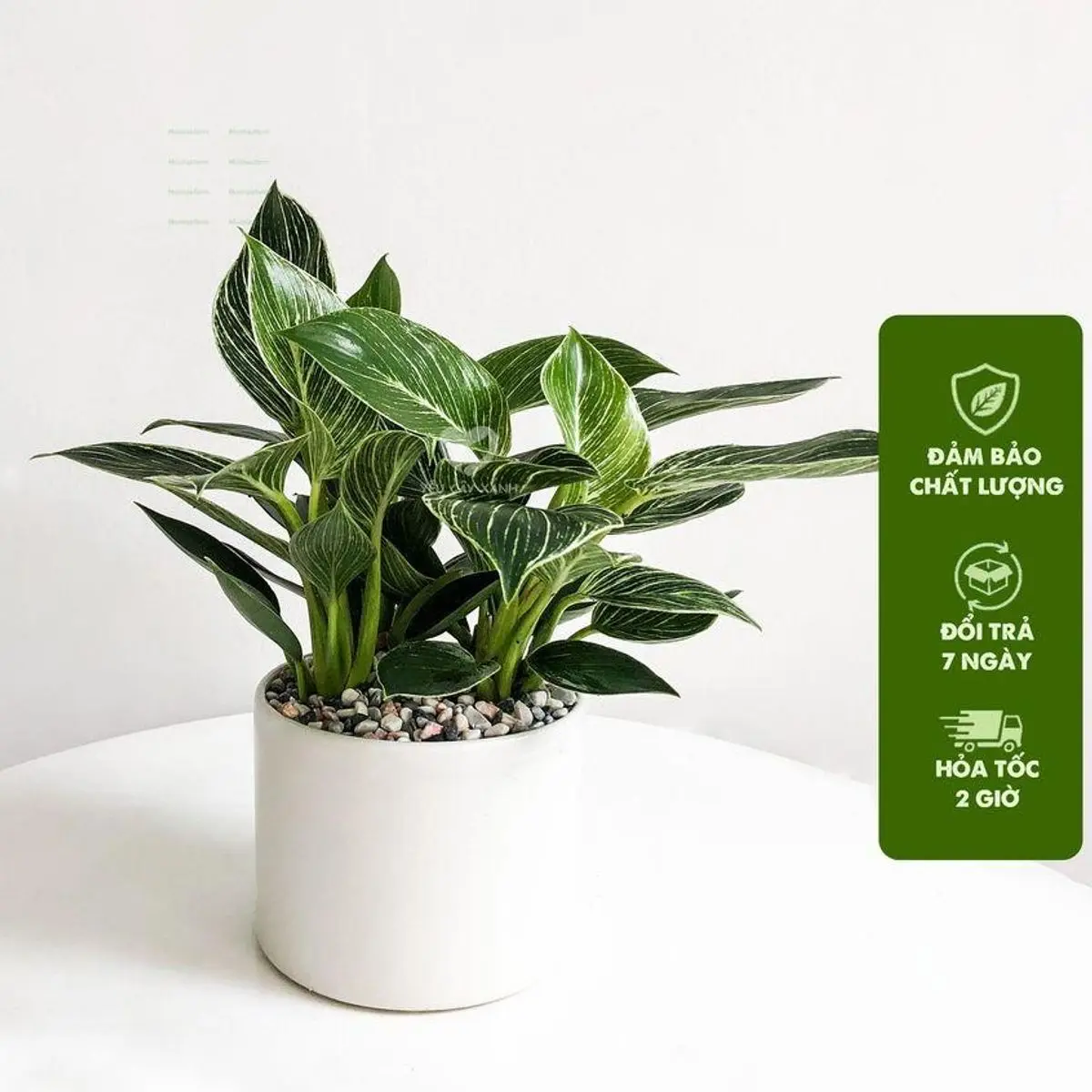 Cây Trầu Bà Đế Vương Kim cươnġ 25cm - Trầu Bà Đế Vương Sọc, Trồng Chậu Sứ, Trang Trí Bàn Làm Việc